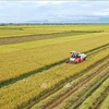 Exportation du riz produit par des agriculteurs et le groupe Loc Troi