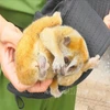 Binh Phuoc reçoit un loris paresseux pygmée