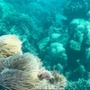 Suspension de la plongée sous-marine pour protéger les récifs coralliens de la baie de Nha Trang