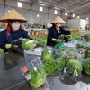 Des légumes de Da Lat exportés vers Singapour et la République de Corée