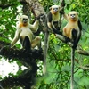 Monkey Day 2022 sensibilise à la conservation des rares rhinopithèques du Tonkin à Ha Giang