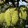 Le durian promet de rapporter des milliards de dollars