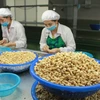 La noix de cajou vietnamienne occupe une place écrasante sur le marché japonais