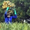 Forte hausse des exportations de fruits et légumes vers la Chine et le Laos