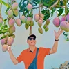 Les vergers de manguiers à Khanh Hoà attirent les touristes