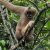 Des primates dans le Parc national de Cuc Phuong