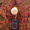 Saison de récolte du litchi dans le district de Luc Ngan, à Bac Giang