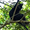 Rare langur de François découvert dans la Réserve naturelle de Bac Kan