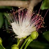 Le badamier de l'Inde, une plante typique de Truong Sa