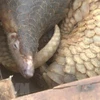 Hung Yen : découverte d’un trafic de pangolins