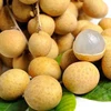 Les fruits vietnamiens sont exportés vers des marchés exigeants