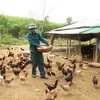 Thanh Hoa déclare la fin de la grippe aviaire A/H5N6