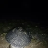 Sensibilisation de la communauté à conserver les tortues marines