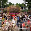 La fête des fleurs de cerisier Japon - Hanoï 2019 se prolonge