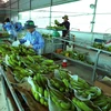 Vietnam et Pays-Bas coopéreront dans l'application et le développement des technologies post-récolte