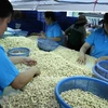 Aides néerlandaises pour développer la marque de noix de cajou de Binh Phuoc