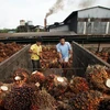 L'Indonésie exporte plus de 36 millions de tonnes d'huile de palme en 2019