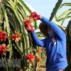 Le Vietnam exporte 5 tonnes de fruits du dragon à chair rouge vers l'Australie