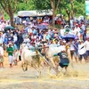 An Giang : valorisation du festival des courses de bœuf Bay Nui 
