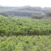 Vinh Phuc développe l'économie forestière de manière durable