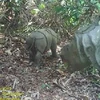 Découverte de deux individus de rhinocéros de Java en Indonésie