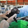 Le Vietnam réussit à cloner des cochons ventrus à partir de cellules somatiques
