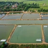 Long An encourage l'aquaculture industrielle à grande échelle
