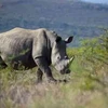 ​Journée mondiale du rhinocéros : sensibiliser le public à la conservation des rhinocéros 