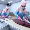 Les exportations de thon en hausse de 16,6% en 2021
