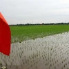 Lancement du projet sur l'amélioration de la chaîne de valeur du riz dans le delta du fleuve Rouge