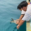 Binh Dinh: une tortue imbriquée relâchée dans la mer