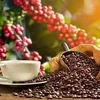 Le Vietnam, premier fournisseur de café en Espagne 