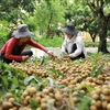 Le secteur agricole de Hung Yen cherche à moderniser la commercialisation de ses produits