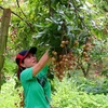 Hung Yen développe l'agriculture en association avec l'édification de la Nouvelle Ruralité
