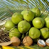Développement durable de la filière vietnamienne de la noix de coco
