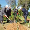 Plantation de 125 cerisiers japonais à Da Lat