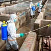 La FAO et l'OIE soutiennent le Vietnam dans sa lutte contre les épidémies de peste porcine africaine