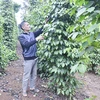 Le poivre de Quang Tri répond aux normes des marchés américain et européen