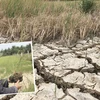 La sécheresse et l’intrusion saline affectent gravement l'agriculture dans le delta du Mékong