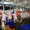 La viande de poulet du Vietnam bientôt exportée à Singapour et Hongkong (Chine)