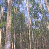 Priorité au développement des forêts d'arbres de très grandes tailles