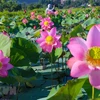 S'immerger dans la beauté pittoresque des fleurs de lotus au cœur de la ville de Da Nang