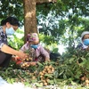 La première coopérative de Hung Yen exporte des longanes vers le marché de l'UE