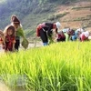 Семинар по случаю Всемирного дня борьбы против эксплуатации детского труда в 2020 году. (Фото: Корр./Vietnam+)