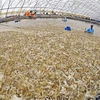 Высокотехнологичная модель выращивания креветок в Камау. (Фото: ИЖВ)