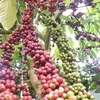Кофе в провинции Дакнонг выращивается по международным стандартам на экспорт. (Фото: ВИА)