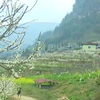 Сезон цветения сливы на высокогорье Бакха. (Фото: ВИА)