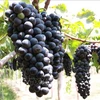 Сорт винограда Сира используется для производства знаменитого вина, выращиваемый в Ниньтхуане. (Фото: ВИА)