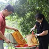 Добыча меда на предприятии по производству меда Доан Линь в общине Миньтам (Каобанг). (Фото: ВИА)