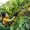 Вьетнамское кофе высоко оценено в мире. (Фото: ВИА)